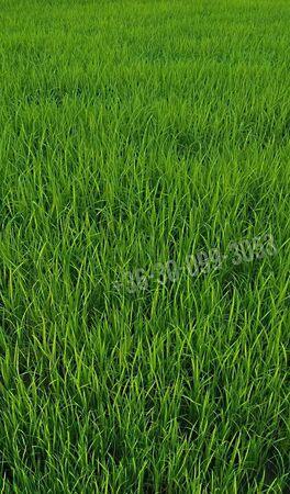 Gyümölcsös, Dunakiliti képe