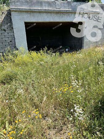 Pálma, Szentendre 3. képe