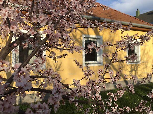 Rózsa, Siófok képe