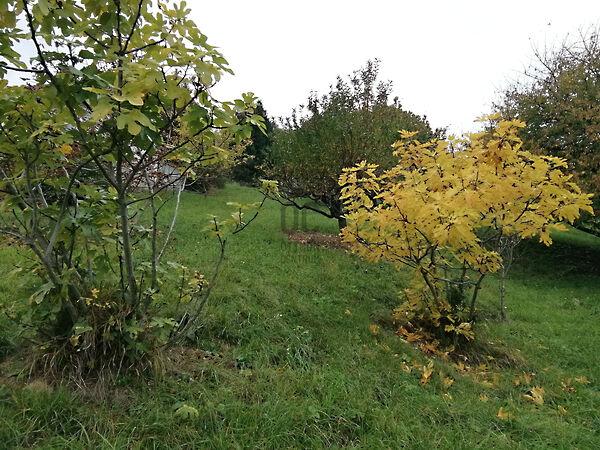 Zalaegerszeg 3. képe