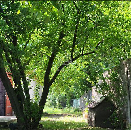 Napraforgó, Szigetújfalu 2. képe