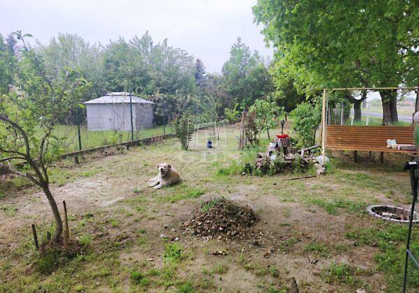 Napraforgó, Szigetújfalu 3. képe