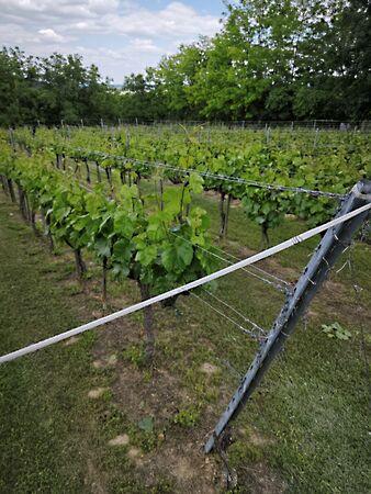 Strázsa, Szekszárd képe