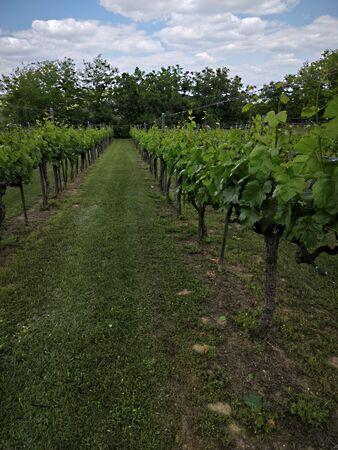 Strázsa, Szekszárd 2. képe