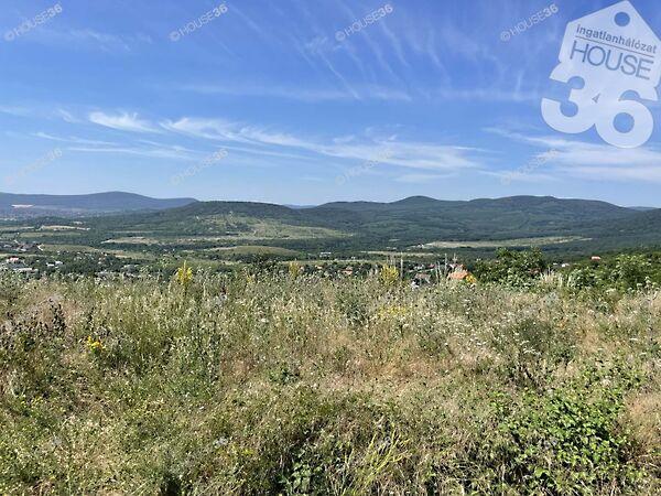 Pálma, Szentendre 2. képe