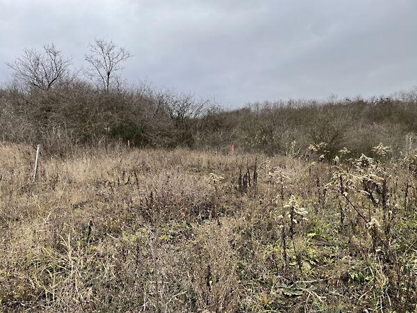 Királyvölgy, Tinnye 3. képe