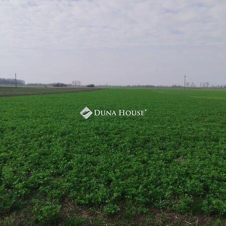 Tiszaalpár 2. képe