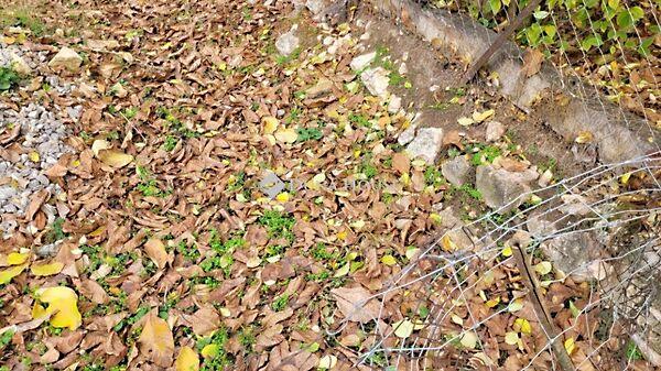 Pécsvárad 3. képe