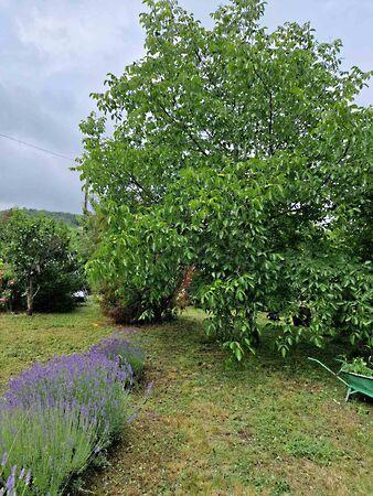 Balatonfüred 3. képe