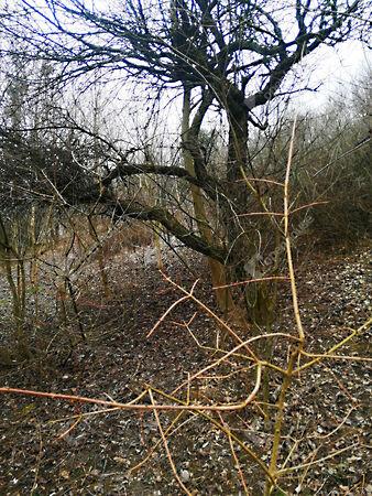 Nagykapornak 2. képe