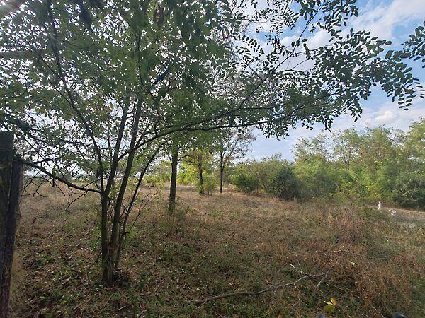 Petőfi, Nagyvenyim képe