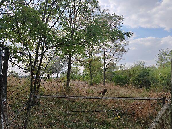 Petőfi, Nagyvenyim 2. képe