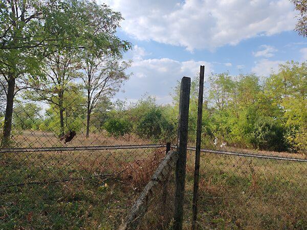 Petőfi, Nagyvenyim 3. képe