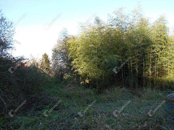 Kossuth Lajos, Zalaegerszeg 2. képe