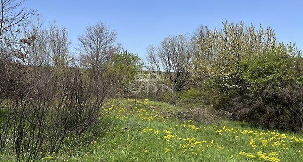 Budakeszi Mandula, Budakeszi 2. képe