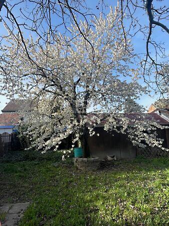 Hattyas központjában eladó, Szeged 2. képe