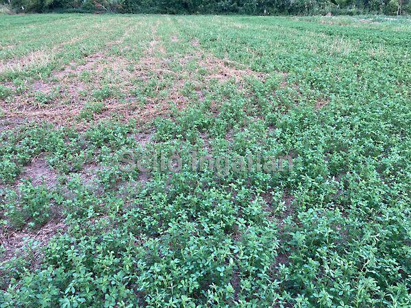 Balatonszabadi 3. képe