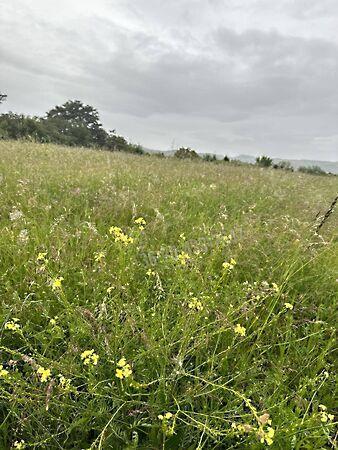 Törökbálint 2. képe