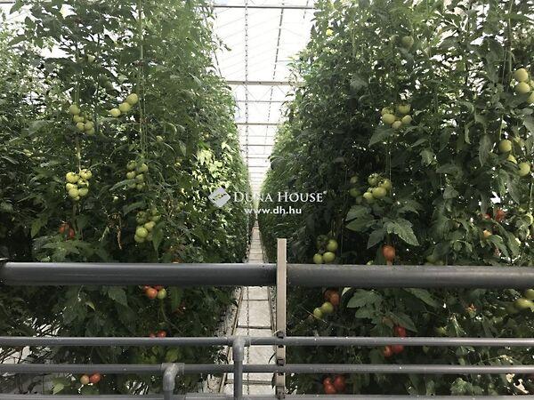 XII. körzet, Kiskunfélegyháza 2. képe