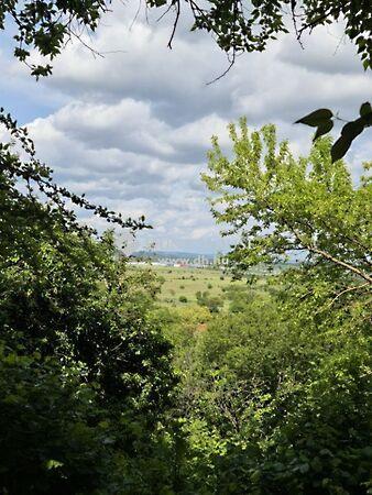 Szőlő, Budakalász képe