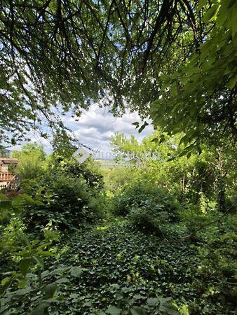 Szőlő, Budakalász 2. képe