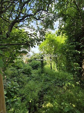 Szőlő, Budakalász 3. képe