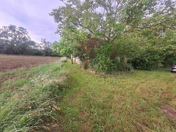 Mezőcsokonya 2. képe