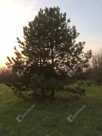 Váralja, Tata képe