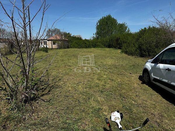 Teknős, Baja 3. képe