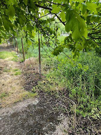 Vizes kertek, Dunakeszi 3. képe