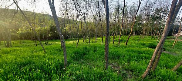 Lesenceistvánd 3. képe