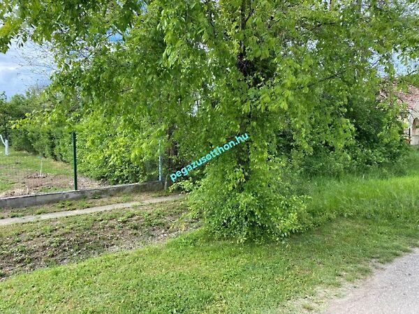 Mártírok, Tiszaroff 2. képe