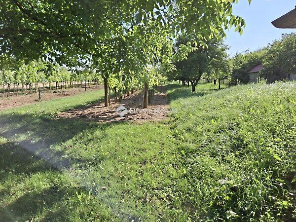 Dózsa György, Gyermely 2. képe