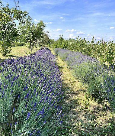 Balatonederics 2. képe