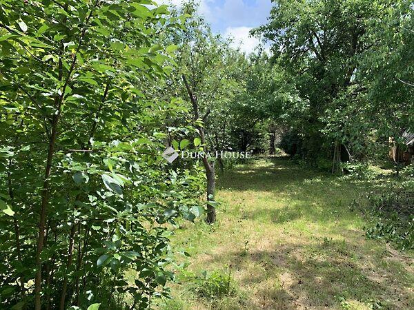 Narancsfa, Érd 3. képe