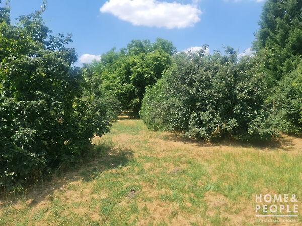 Hódmezővásárhely 2. képe