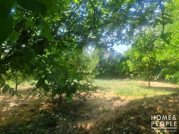 Hódmezővásárhely 3. képe