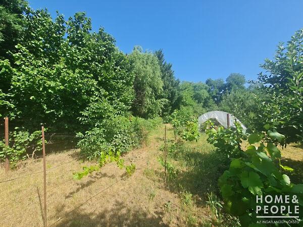 Hódmezővásárhely 2. képe