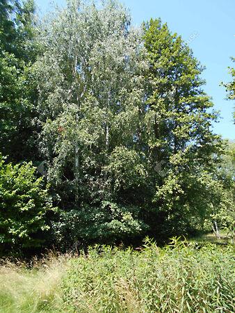 Kossuth, Hegyhátszentjakab 3. képe