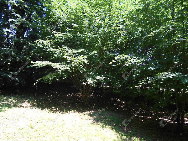 Kossuth, Hegyhátszentjakab képe