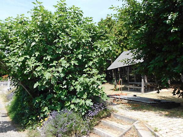 Vonyarcvashegy 3. képe