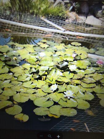 Égerfa, Ócsa 2. képe