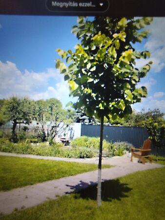 Égerfa, Ócsa 3. képe