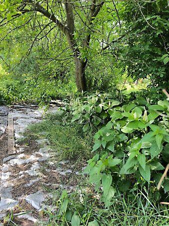 Vizes kertek, Dunakeszi 3. képe