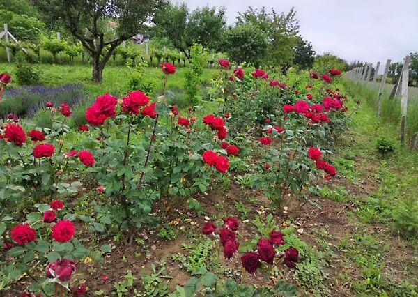 Balatonederics képe