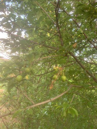 Balatonendréd képe