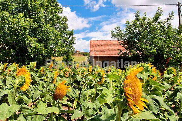 Kápolnásnyék képe