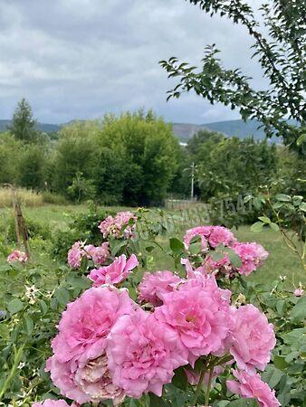 Törökbálint képe