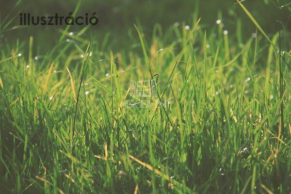 Mohai, Iszkaszentgyörgy 3. képe