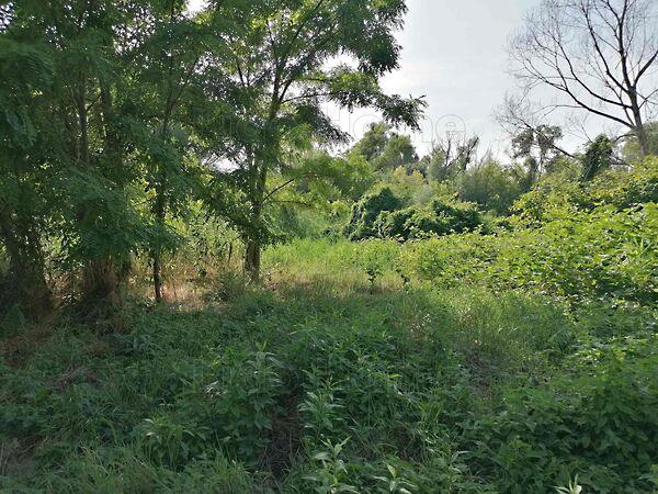 Szőlősgyörök 3. képe